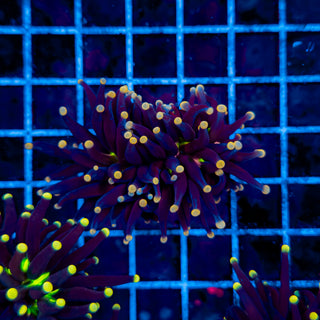 ORANGE TIP JOKER TORCH 921