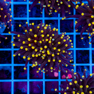 Malaysian Yellow Tip Joker Torch 917 (XL)