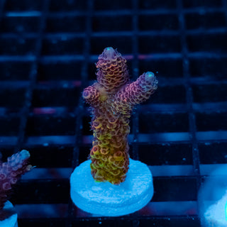 Violet Surge Mille 1056