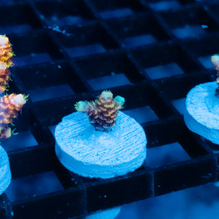 Ember Crown Mille 1021