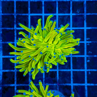 HOLY GRAIL TORCH XL 318