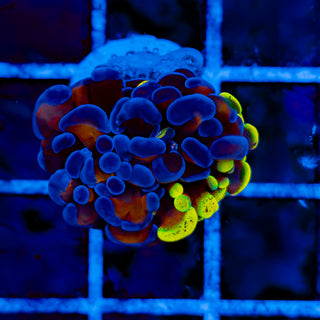 SPLATSANITY HAMMER 1008