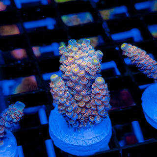 MANDARIN PASSION 755