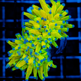 Glitter HG Torch 902 (Splitting)