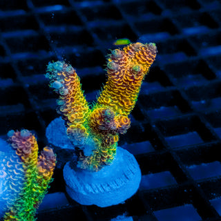 Helios Forge Mille 917