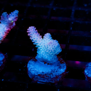 Plasma Blossom Mille 988