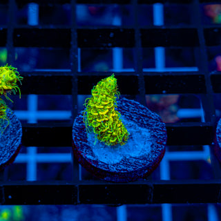 KRYPTONITE MILLE 461