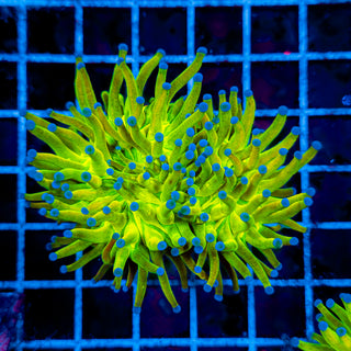 HOLY GRAIL TORCH (SPLITTING) 922