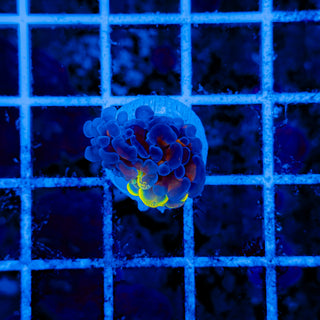 SPLATSANITY HAMMER 1009