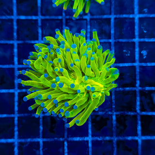 HOLY GRAIL TORCH XL 317