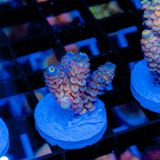 MANDARIN PASSION 756