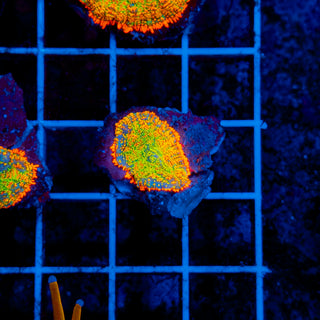 Firestorm Rhodactis 905