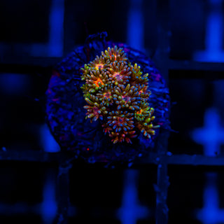 Goni Of The Gods G348