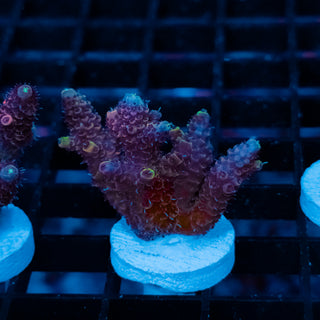 Violet Surge Mille 1055