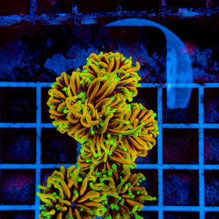 Hellfire Torch 525 (4 Heads)