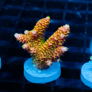 Ember Crown Mille 1020