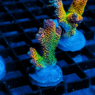 Helios Forge Mille 918