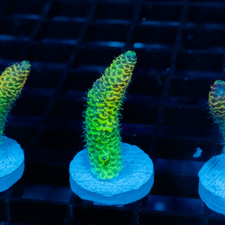 Solar Venom Mille 1090