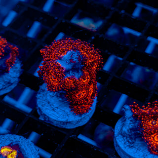 DARTH MAUL ZOA ~ 18P 103