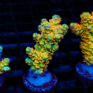 Tangerine Passion 442