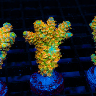 Tangerine Passion 441