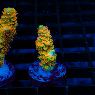 Tangerine Passion 439