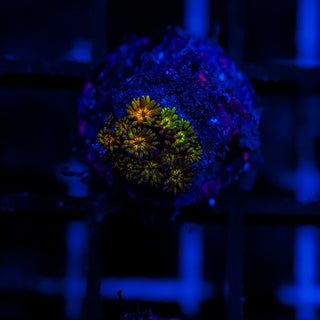 Goni Of The Gods G349