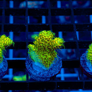 KRYPTONITE MILLE 462