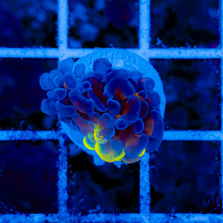 SPLATSANITY HAMMER 1009