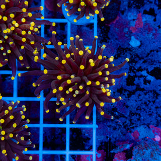 Malaysian Yellow Tip Joker Torch 919