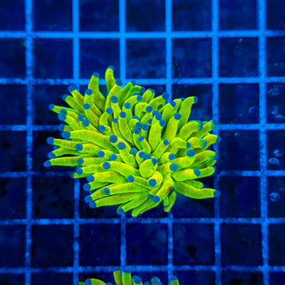 HOLY GRAIL TORCH 320