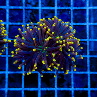 JOKER TORCH (3 HEADS) 983