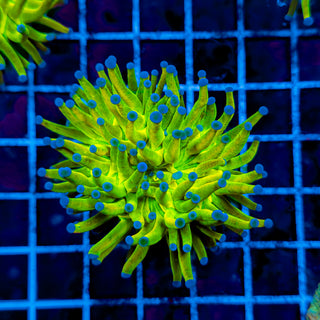 HOLY GRAIL TORCH 924