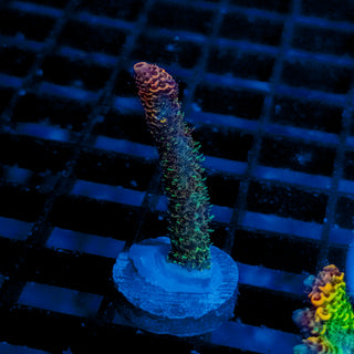 Helios Forge Mille 911