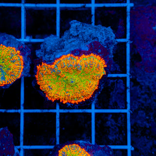 Firestorm Rhodactis 903