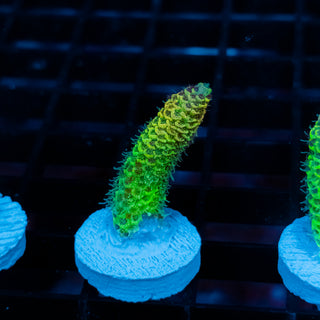 Solar Venom Mille 1089