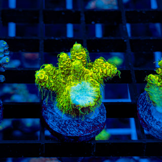 KRYPTONITE MILLE 460