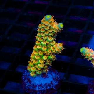 Tangerine Passion 438