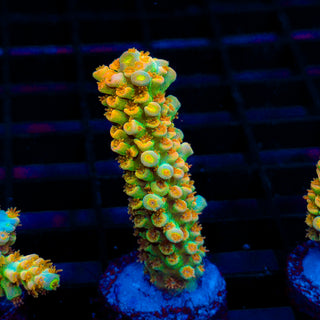 Tangerine Passion 436