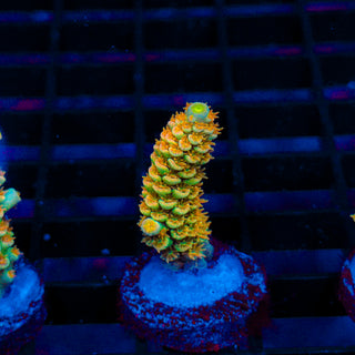 Tangerine Passion 435