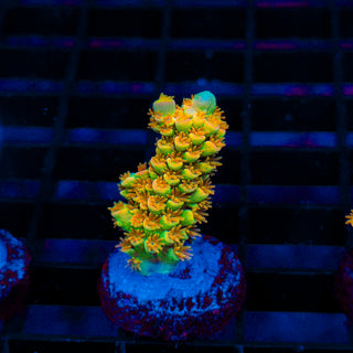 Tangerine Passion 434