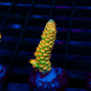 Tangerine Passion 433