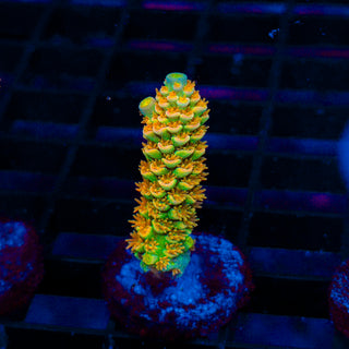 Tangerine Passion 432