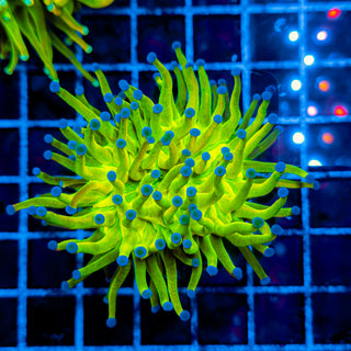 HOLY GRAIL TORCH 923