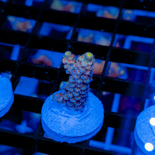 MANDARIN PASSION 757