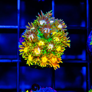 Solar Blaze Goni G268