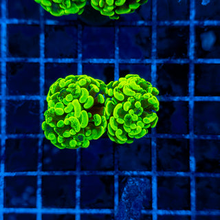 TOXIC SPLATTER HAMMER (2 HEADS) 321