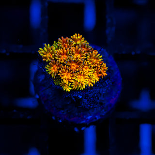 Goni Of The Gods G350