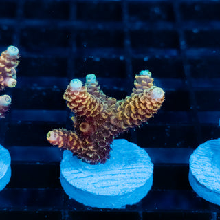 Ember Crown Mille 1018