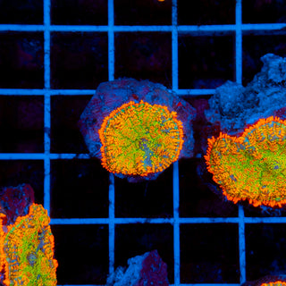 Firestorm Rhodactis 904